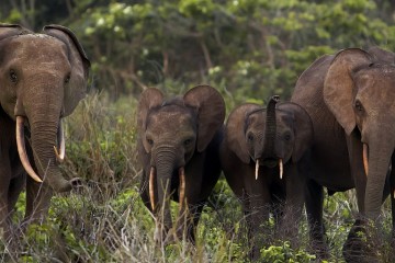 Les éléphants sont nos alliés dans la lutte contre le changement climatique